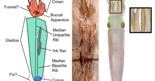 Exciting Discovery: Paleontologists Uncover the Oldest Octopus Ancestor, Preceding Dinosaurs!