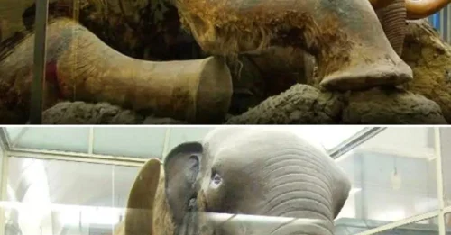 Perfectly Preserved for 44,000 Years: What Froze the Mammoth in an Instant?