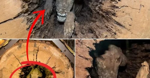 Lumberjacks stunned by gruesome find: mummified dog ‘Stuckie’ buried in tree for more than 50 years.