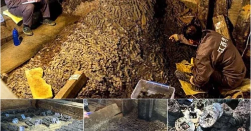 Two million coins weighing 10 tons were found in a 2,000-year-old tomb along with 10,000 other