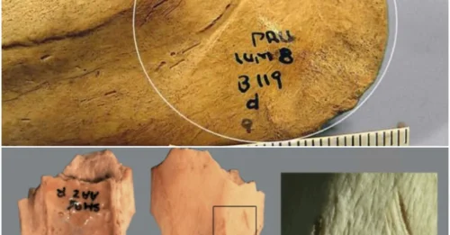 Ancient Aztec Remains Reveal Evidence of Ritual Cannibalism Practices