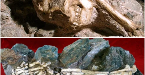 3-Million-Year-Old Ancient Hominid Fossil Unearthed