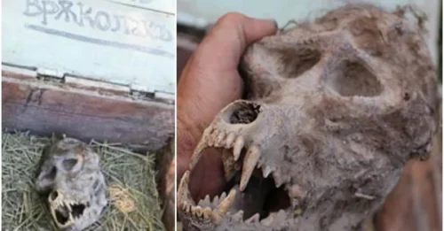 Strange Discovery: Werewolf-Like Skull Found in a Locked Box in Bulgaria