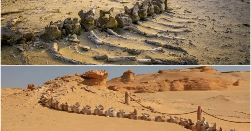 The Valley of Whales in the Middle of Egypt’s Desert is Millions of Years old