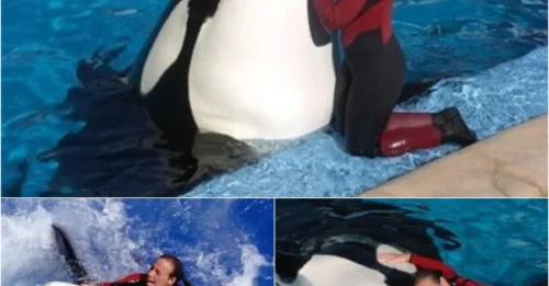 SeaWorld Horror: Orca Attacks and Kills 40-Year-Old Trainer During Live Performance- OMG