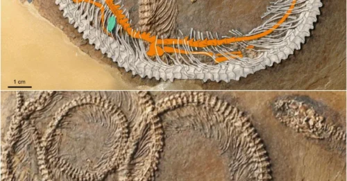 This 48-Million-Year-Old Fossil Has an Insect Inside a Lizard Inside a Snake