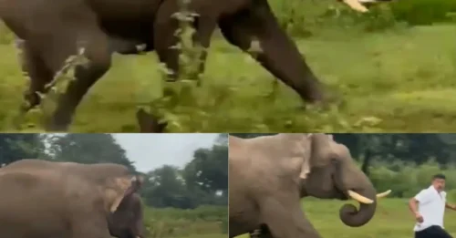 Momento en el que un turista es perseguido y pisoteado por un elefante tras intentar tomarse una selfie.