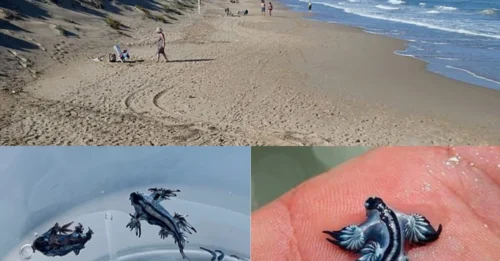 España cierra siete millas de playas en un destino turístico popular debido a la invasión de criaturas marinas mortales.