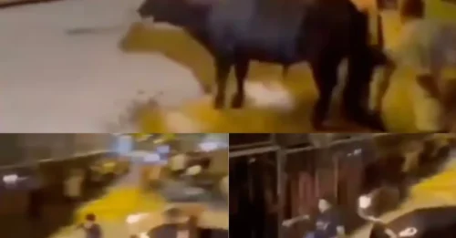 Horrible momento en el que un toro con cuernos en llamas cornea a un hombre frente a una multitud que grita mientras la víctima intenta escapar desesperadamente.