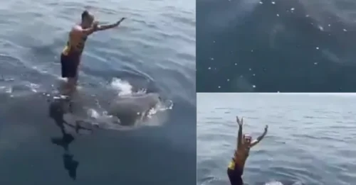 Momento aterrador: un idiota buscador de emociones surfea y baila encima de un TIBURÓN, mientras los espectadores critican el acto cruel y estúpido.
