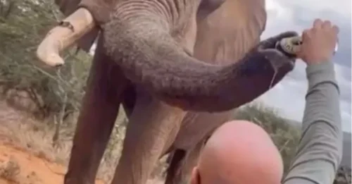 Turista adicto a la adrenalina es criticado por verter cerveza en la trompa de un elefante