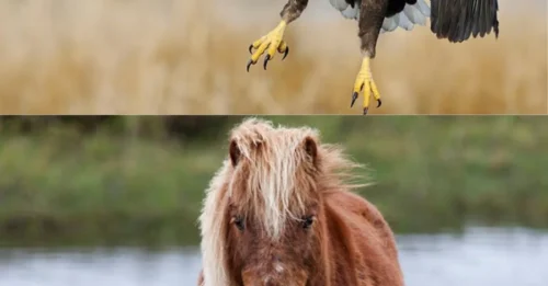 Los habitantes de Escocia temen que las águilas reintroducidas se hayan abalanzado sobre los ponis Shetland.