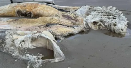 Misterio: una enorme criatura aparece en una popular playa del Reino Unido, pero nadie sabe qué es