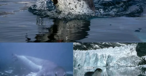 Los horribles momentos finales de una científica tras ser asesinada por una foca leopardo mientras buceaba en la Antártida.