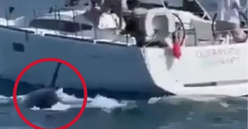 El aterrador momento en que orcas hunden un yate turístico frente a las costas de Portugal