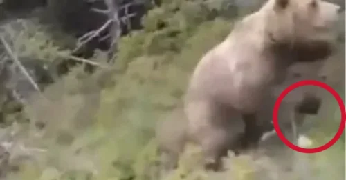 Escalofriante vídeo final del escalador momentos antes de ser atacado por un oso pardo que lo hizo caer al barranco.
