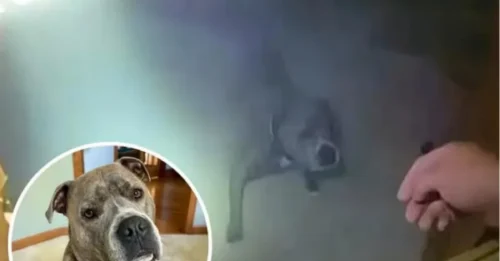 Momento conmovedor: un perro que reacciona con rapidez al ser rescatado de un incendio toma a un policía con su correa antes de salir de la casa.