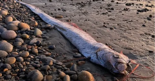 Aparece un pez aterrador en una playa de Canarias y la gente dice lo mismo