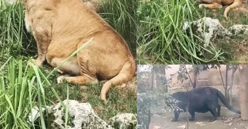 Imágenes impactantes muestran a un león con sobrepeso y una enorme barriga en un zoológico chino... pero los cuidadores insisten en que el animal solo tiene 
