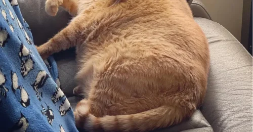 Bug, un enorme y gordo gato que parece un Garfield real, es apodado 