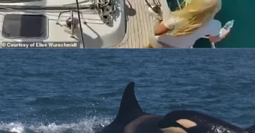 Cómo mi tripulación y yo luchamos contra una orca que se estrelló contra nuestro barco... usando vinagre: La aterradora primera señal de que estábamos bajo ataque y las tácticas que usamos para rechazarla cuando estalló el pánico