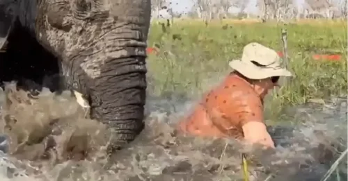 Aterrador momento en que un elefante desbocado intenta volcar una canoa y pisotear hasta la muerte a unos turistas de safari que gritaban.