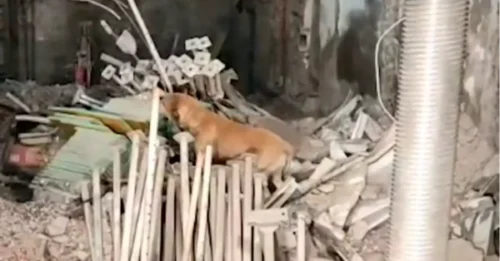 Cuatro muertos en España tras el derrumbe de un edificio de oficinas de seis plantas durante su reforma. Se muestran las víctimas encontradas entre los escombros.