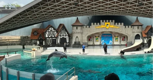 El parque marino amenaza con MATAR 30 ballenas beluga a menos que reciba dinero de emergencia lo antes posible, y la fecha límite ya pasó.