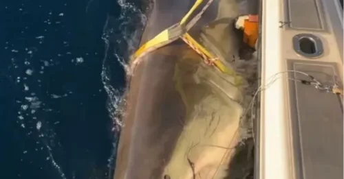 El tiburón blanco más grande jamás capturado, conocido como 'Contender', es un animal de 4,2 metros que tiene 30 años.