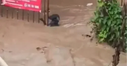 Desgarrador momento en que un perro valiente se aferra a una cerca mientras las terribles inundaciones en México dejan 28 muertos y casas enteras arrasadas