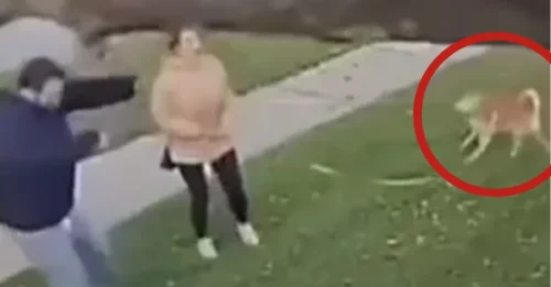 Momento conmovedor: una pareja y su perro esquivan la muerte por PULGADAS al escapar de ser aplastados por un árbol que cae.