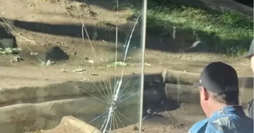 Aterrador momento en el que un enorme gorila rompe la pared de cristal del recinto del zoológico tras arremeter contra los espectadores que gritaban.