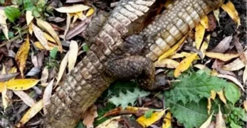 Misterio: avistan un cocodrilo en un río del Reino Unido… y la policía emprende una frenética búsqueda para encontrarlo.