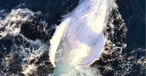 Momento increíble: una ballena jorobada albina completamente blanca emerge del agua en un avistamiento ultrarraro con dron de un verdadero Moby Dick.