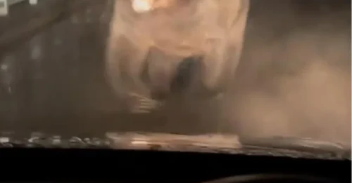 Momento aterrador: un oso enfurecido embiste un coche tras una serie de ataques mortales que provocan el despliegue militar en Japón.