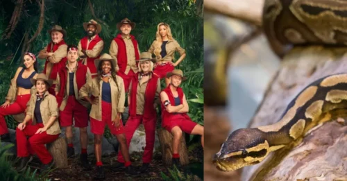 Revealing the Jungle's Terrifying Truth: A Horde of 'Monster' Snakes Lies in Wait, Ready to Make the Stars Scream in Terror!