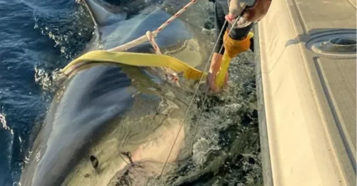 El tiburón blanco más grande jamás visto reaparece y podría ayudar a resolver un gran misterio.