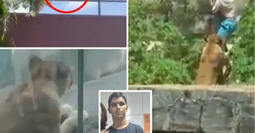Un hombre es atacado hasta la muerte por una leona en un zoológico después de trepar al recinto frente a visitantes horrorizados.