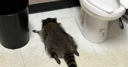 ¡El mapache que se emborrachó como una cuba! Encuentran al animal desmayado en el baño de una licorería tras entrar a robar y servirse whisky.